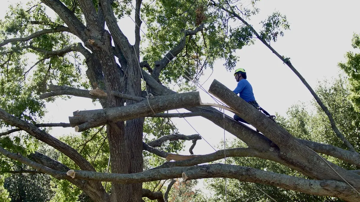 Professional Hazardous Tree Removal performed by certified arborists in Kirbyville