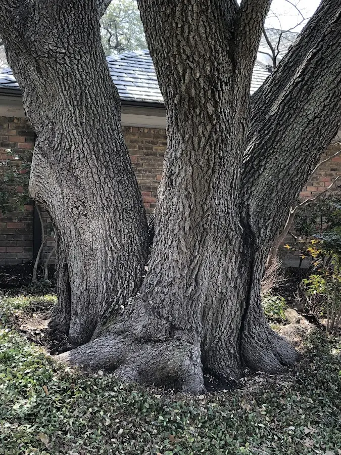 Mature heritage tree close to a Kirbyville property cared for by certified arborists